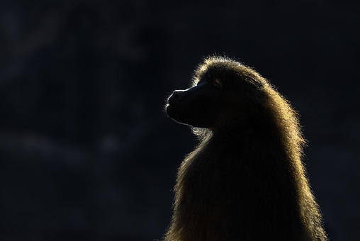 Portrait of a beautiful guinea baboon (Papio papio) against the sunlight.