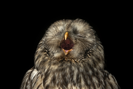 Ural owl (Strix uralensis) yawning against a black background.