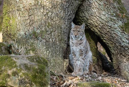 Eurasian lynx (Lynx lynx) sitting in a large tree hollow.