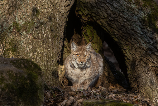 Eurasian lynx (Lynx lynx) lying in a large tree hollow.
