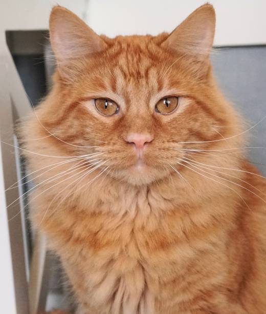 istock Close up of striking dark Ginger medium haired tabby cat with matching amber eyes looking at camera. 1381522576