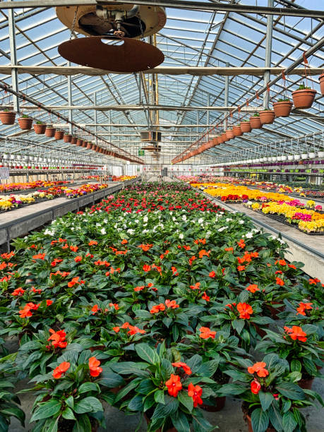 istock wholesale flower shop 1381546122