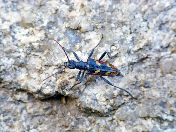 istock Two-banded longhorn beetle (Rhagium bifasciatum). 1381547690
