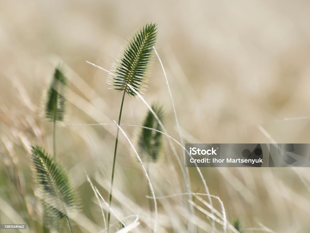 Invasive Crested Wheat Grass (agropyron cristatum) blooms in the steppe Beauty Stock Photo