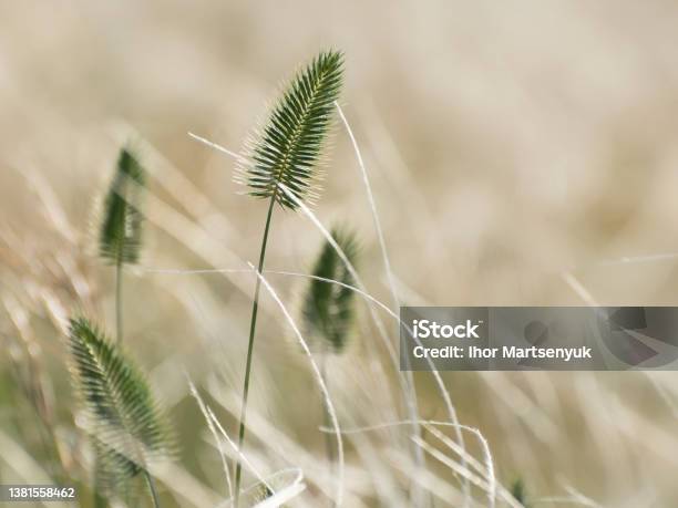 Invasive Crested Wheat Grass Blooms In The Steppe Stock Photo - Download Image Now