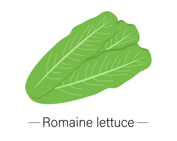 Romaine lettuce isolated on white background, natural vegetables. Vector illustration Romaine lettuce isolated on white background, natural vegetables. Vector illustration Romaine stock illustrations