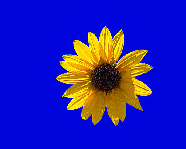 Yellow sunflower on a blue sky.