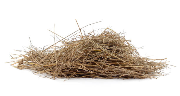 istock A handful of hay. 1381568215