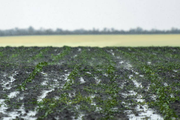농업 분야에 폭우 - storm corn rain field 뉴스 사진 이미지