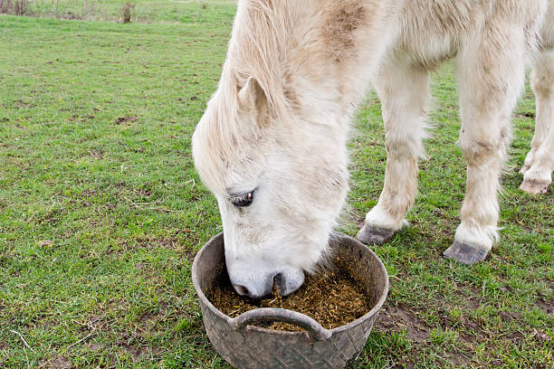 Elderly grey pony enjoys its feed bucket on winters day in rural england.