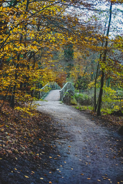 A path through a forest and a lake called \