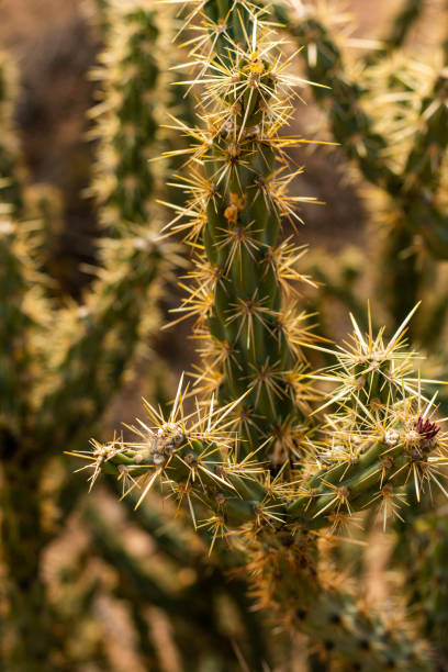 istock Closeup of cacti thorns on a small saguaro cactus 1381574791