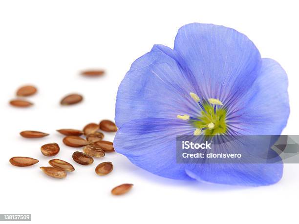 Flachs Blumen Stockfoto und mehr Bilder von Pflanzensamen - Pflanzensamen, Ausgedörrt, Blau