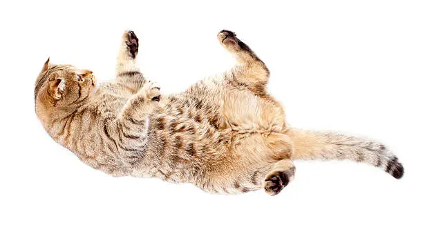 falling tabby-cat on white background