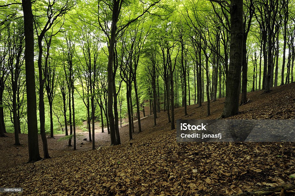 European Beech Foliage European Beech Foliage in the national park Veluwezoom, The Netherlands Beech Tree Stock Photo