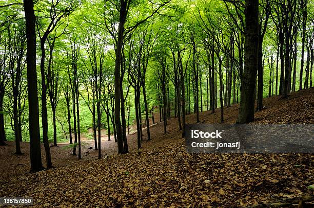 European Beech Foliage Stock Photo - Download Image Now - Beech Tree, Gelderland, Horizontal