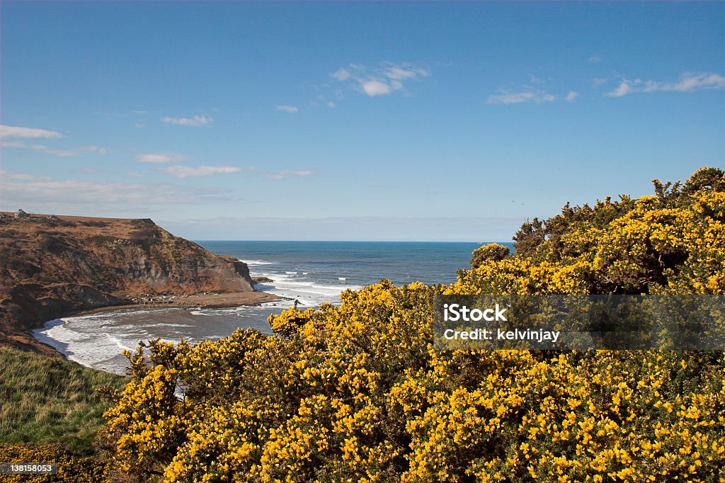 Aulaga casquillos en cliffs - Foto de stock de Acantilado libre de derechos