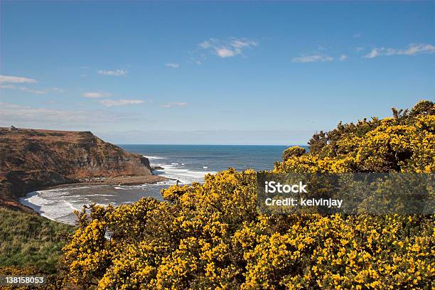 Aulaga Casquillos En Cliffs Foto de stock y más banco de imágenes de Acantilado - Acantilado, Aire libre, Amarillo - Color