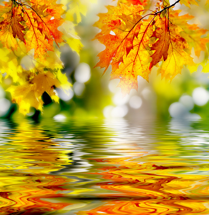 olorful autumn leaves reflecting in the water