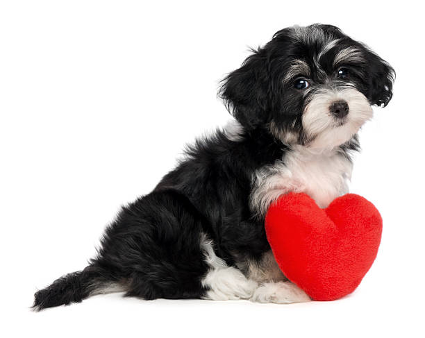 istock Lover Valentine Havanese puppy dog 138160662