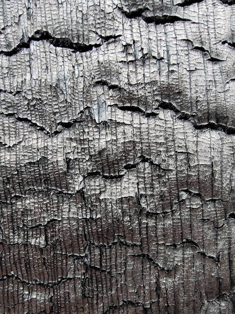 istock The structure of a tree burned to charcoal for the whole frame close-up 1381606790