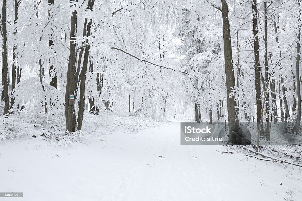 Piękna Zima w Polsce - Zbiór zdjęć royalty-free (Bez ludzi)