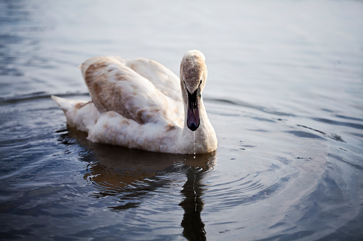 Young swan swimming alone in the lake on a cloudy day