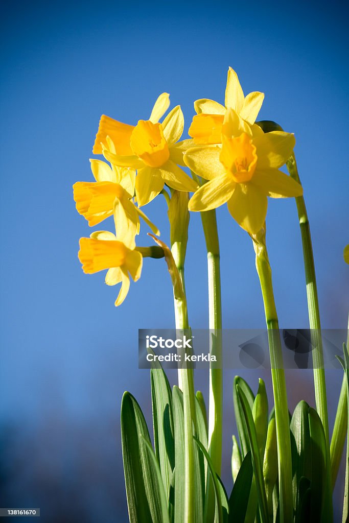 Narciso de sol - Foto de stock de Narciso - Familia del lirio libre de derechos