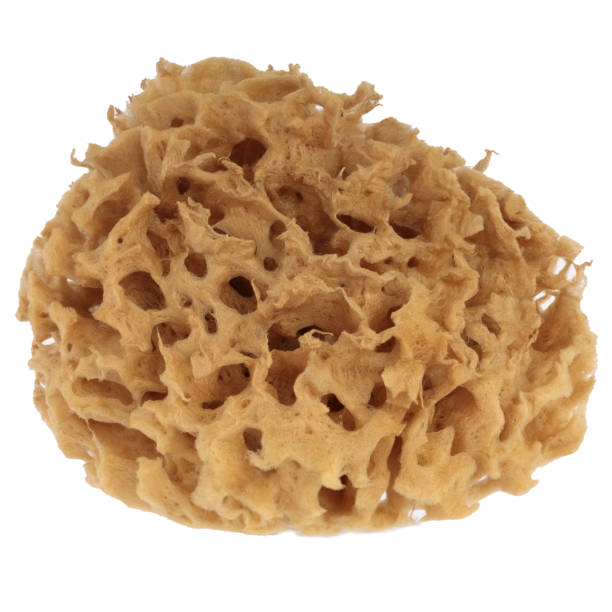 istock Natural bath sea sponge isolated on white background. 1381617121