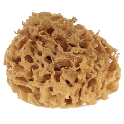 HD picture of Natural sea sponge