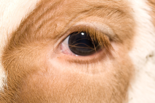 Close up of calf eye