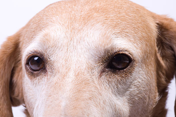 istock face close up of a cute mixed-breed dog 138161854