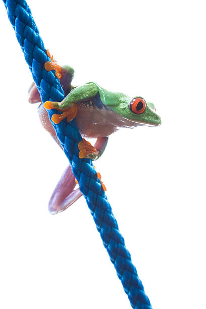 Animals That Have Rope 30+ Frog Rope Red Eyed Tree Frog Animal Stock Photos, Pictures ...