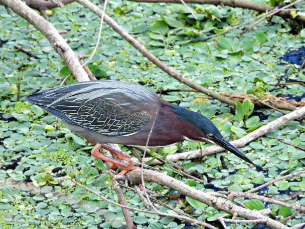 istock Green Heron (Butorides virescens) foraging in the water plants 1381619233