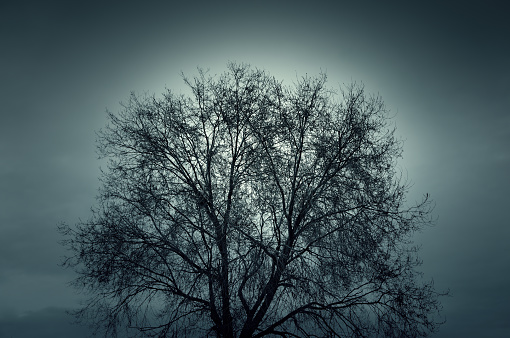 Tetric tree in natural landscape, dark and gloomy