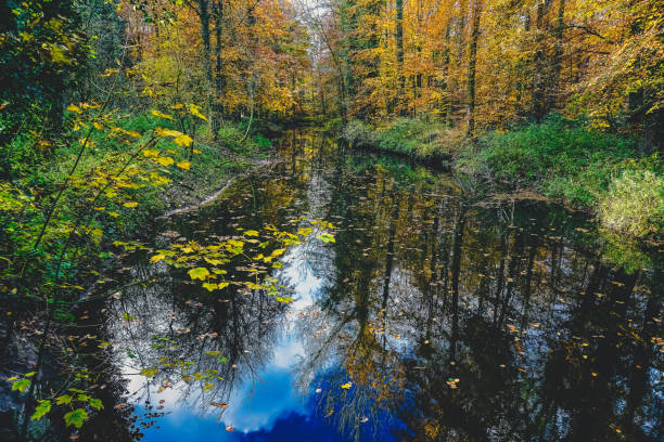 istock A lake in a forest in autumn. 1381621929