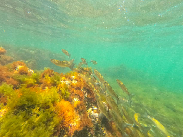 istock Underwater Las Rotas coast Denia Alicante Spain 1381626259