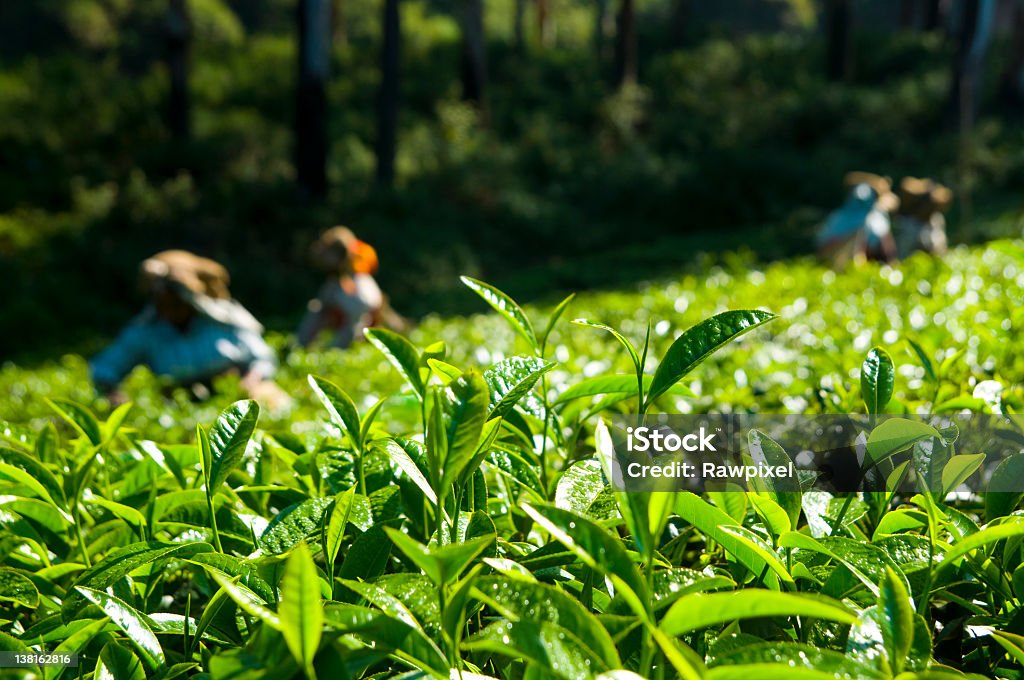 Tee Pflücken - Lizenzfrei Asien Stock-Foto