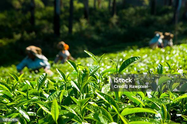 Tee Pflücken Stockfoto und mehr Bilder von Asien - Asien, Bundesstaat Kerala, Fotografie