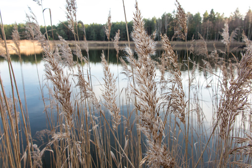 tall dry grass growing by the pond in the forest