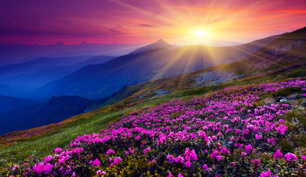 mountain landscape Magic pink rhododendron flowers on summer mountain. Carpathian, Ukraine. mountain sunrise stock pictures, royalty-free photos & images