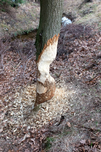 istock trees with a trunk bitten by beavers 1381638195