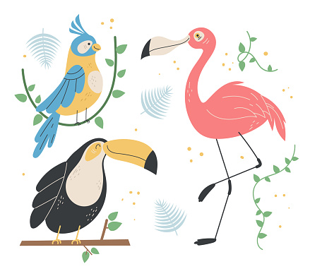 Jungle bird flamingo toucan parrot graphic design element isolated set illustration