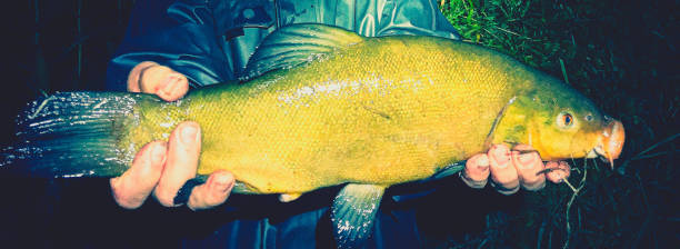 A beautiful 57 cm big tench.