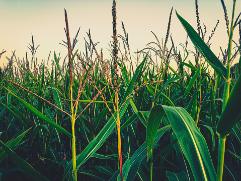 View into a corn field.