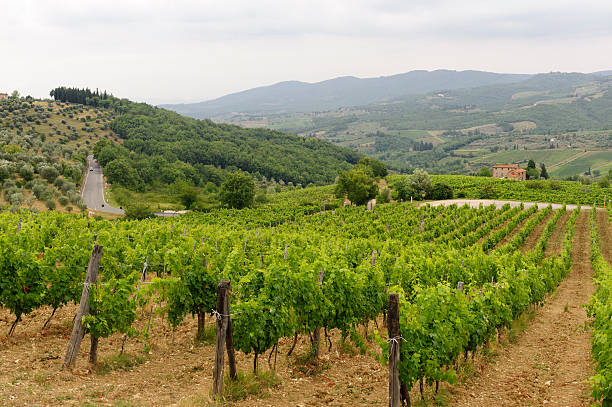 istock VIneyards of Chianti (Tuscany) 138164128