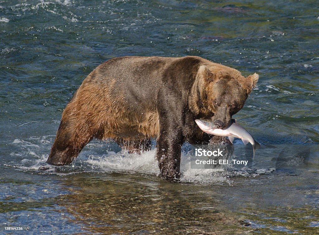 Alaskan Urso pardo com Salmão - Royalty-free Alasca Foto de stock