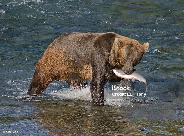 Alaskan Urso Pardo Com Salmão - Fotografias de stock e mais imagens de Alasca - Alasca, Animais caçando, Animal