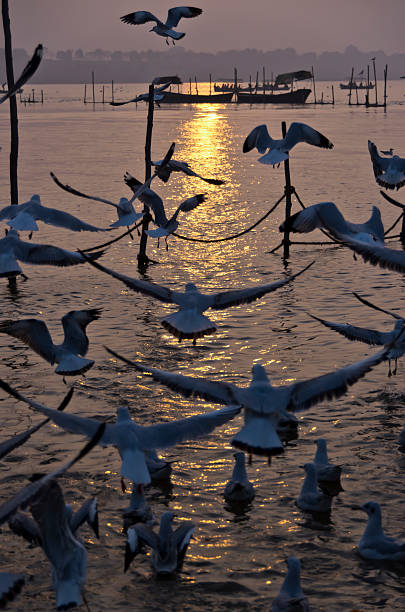 gulls at sunset, Sangam, Allahabad, India Jan 2012 Magh Mela, Sangan, Allahabad prayagraj photos stock pictures, royalty-free photos & images