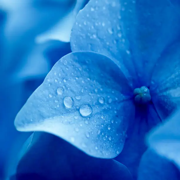 Photo of Close up of blue hydrangea flower
